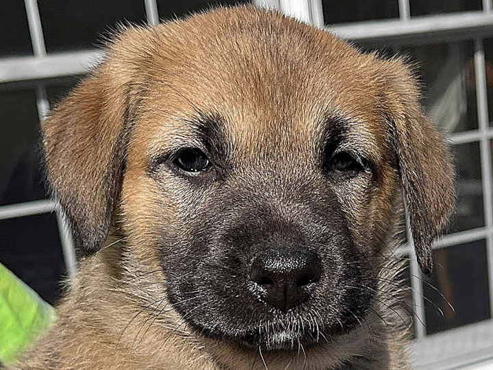 chinook puppy